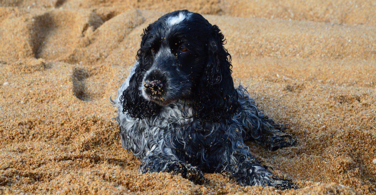12 dogs known for steady temperaments and attentive behavior - plus 2 that react more enthusiastically 1 featured image 19b781fb1bad 7be7736b8496
