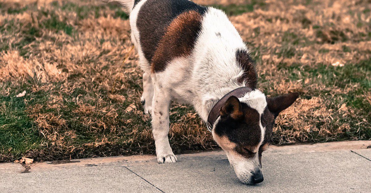 10 hidden scent trails dogs can follow even when humans detect absolutely nothing 1 featured image 1c7ba49abded 182b490a3eb3