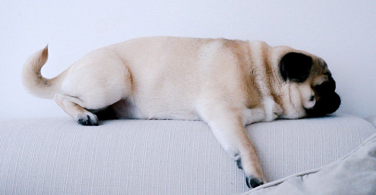 11 dog breeds that seem almost lazy at home - until someone mentions going out 1 featured image 1e912bf8088f 88b7f6d142db