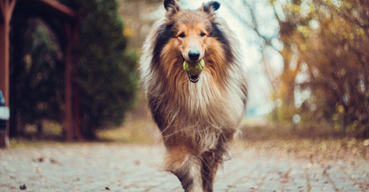 12 dog breeds that will happily disappear into the snow - but bring out the bath and enthusiasm can vanish 1 featured image 209556942447 9fe5e2990714