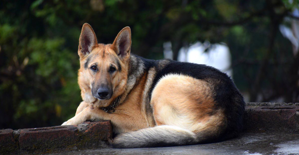 10 dogs that often choose their human over the horizon - plus 3 breeds more tempted to investigate 1 featured image 23eb70cfcea9 4cc8889fc8f7