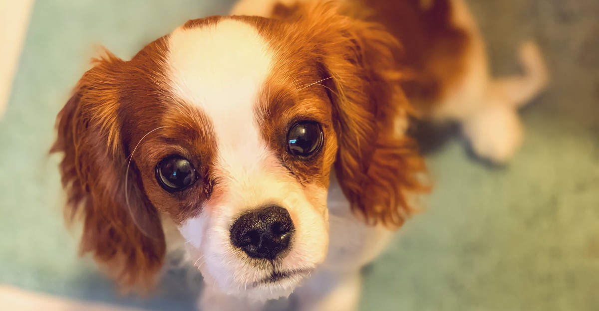13 dog breeds that seem easy to love – until you realize how much they expect in return 1 featured image 24d3785b19cd 34df0a0440ee