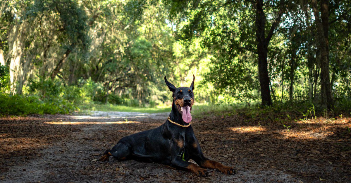 Think your dog is just keeping you company? These 12 breeds may be doing much more 1 featured image 31ba6e935fe6 7020f24f1bc7