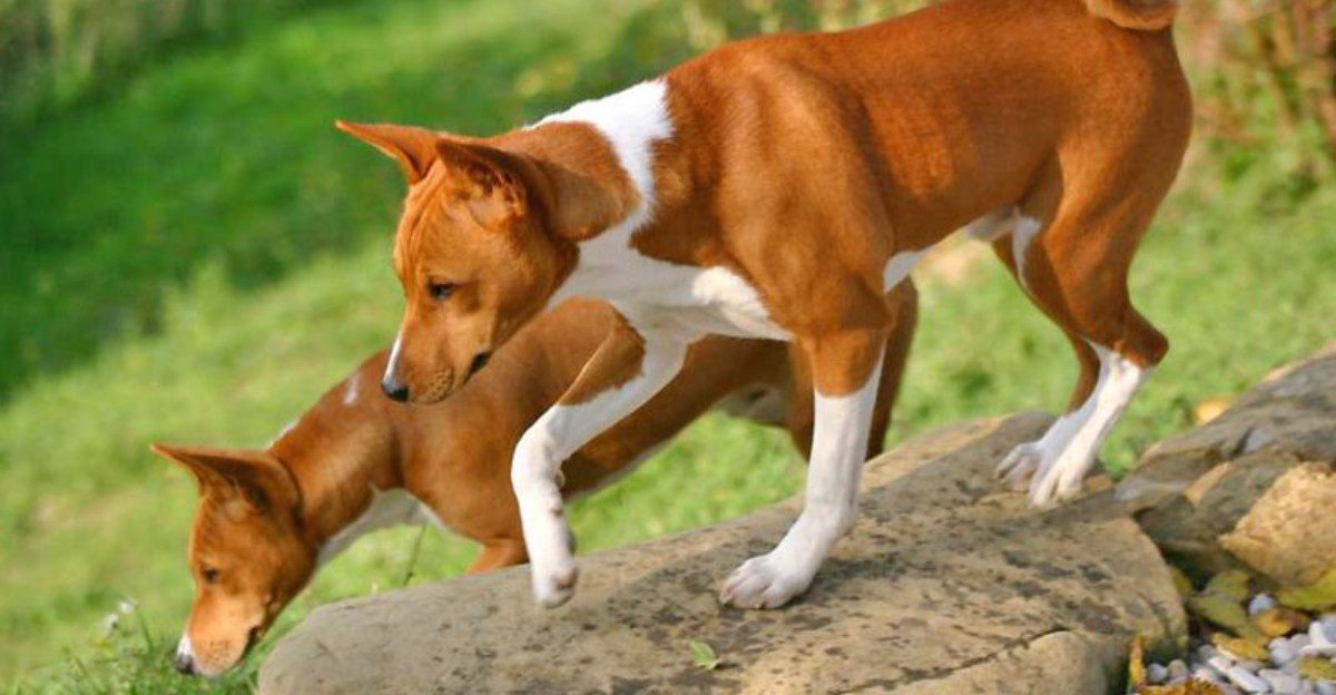12 dog breeds that may do almost anything for a treat - and 3 that make you work harder for their attention 1 featured image 32e6e452bbaf f557e3c778c2