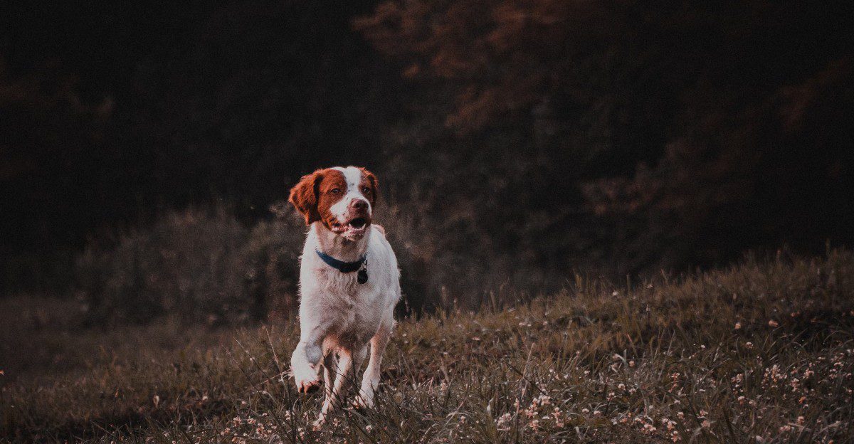 Think your dog is just being playful? These 13 breeds may be following an old instinct 1 featured image 370ebcac22bc 90635e1e094f