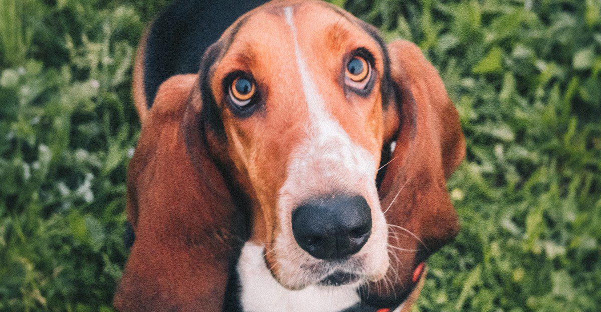 10 dog breeds that won't drag you into a sunrise hiking habit - plus 2 that probably will 1 featured image 3edadbeb08fc 2aa59dca5f1a