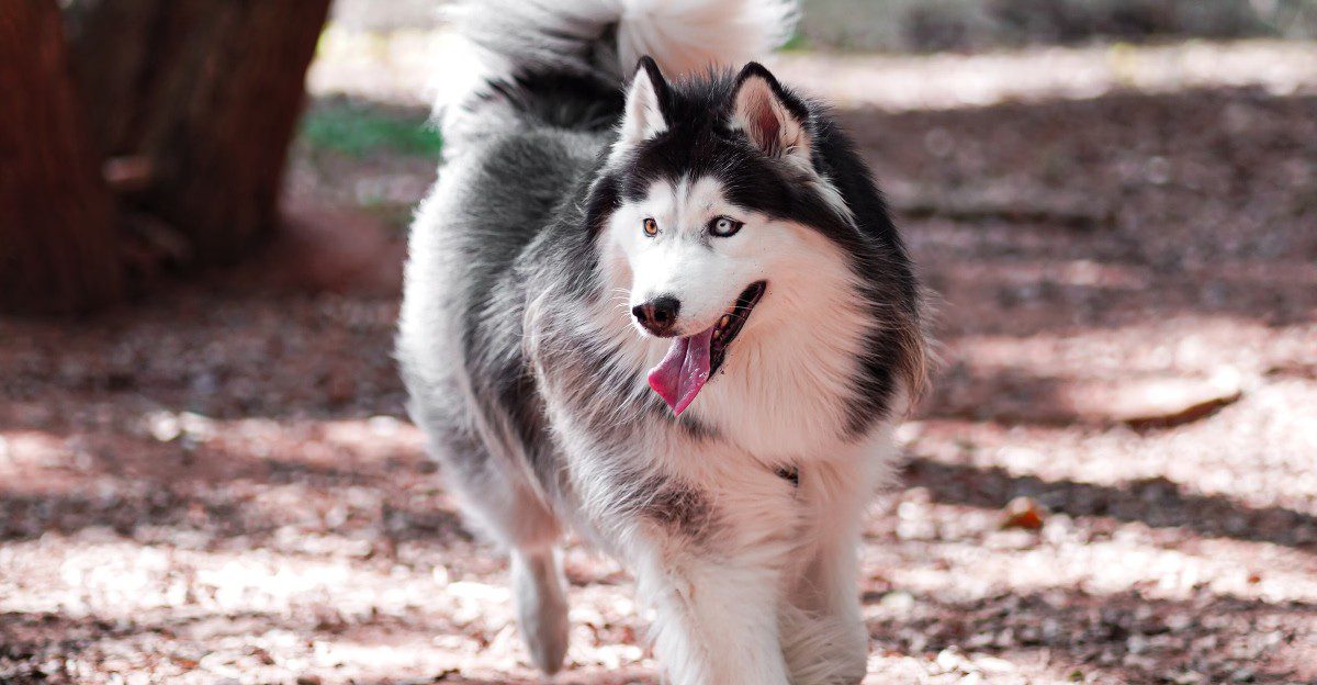 10 dogs that remind owners friendliness and low prey drive are not the same trait 1 featured image 416bed2a7cb9 a2bc23814ee9