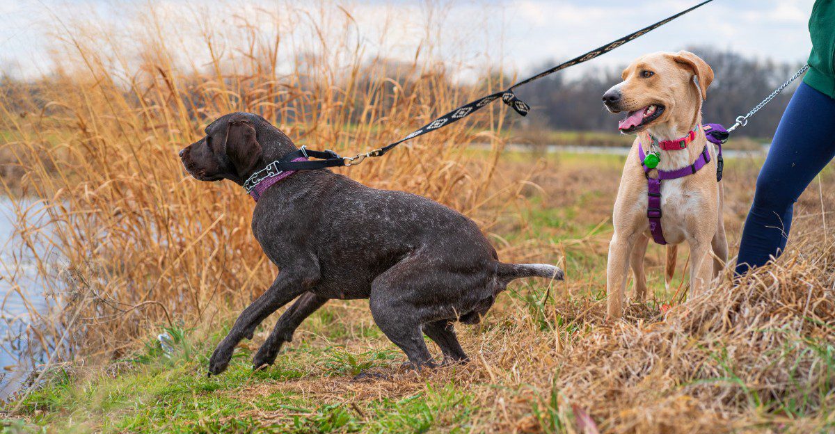 Pulling on the leash usually stops once you fix these 8 walking habits of your own 1 featured image 44dd7da3df37 78dc7ef00af7
