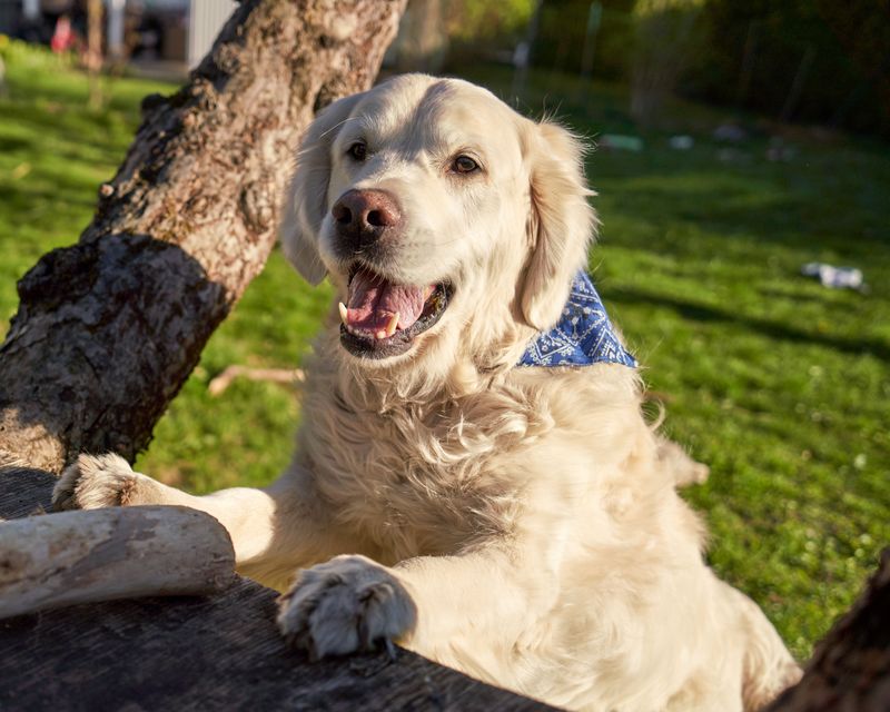 Some dogs warm up to strangers slowly, and these 11 breeds are worth the wait - plus 2 that never stop greeting 1 featured image 4abed67b19a7 7ef581148b1e