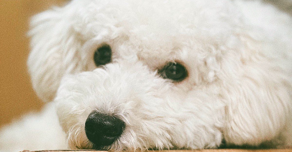 11 calm dogs that enjoy relaxed days at home - and 3 energetic breeds with completely different plans 1 featured image 54be5f04acd4 b12692932bfa