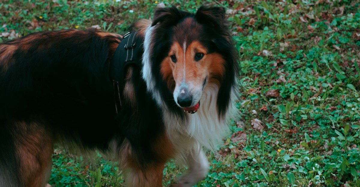 You're stressed, the house is chaotic - but these 11 dog breeds may still be completely unbothered 1 featured image 570222df00d6 0627233400e9