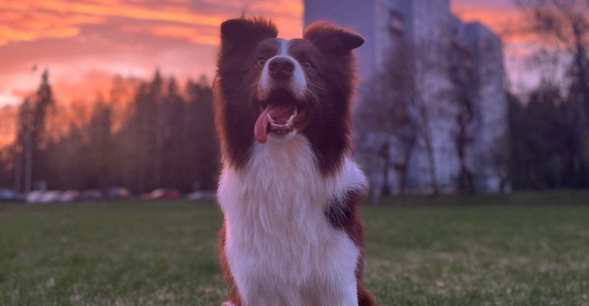 10 breeds that need the right lifestyle to bring out their best personalities - plus 2 more adaptable options 1 featured image 57b8724676ea bc6a36c26212