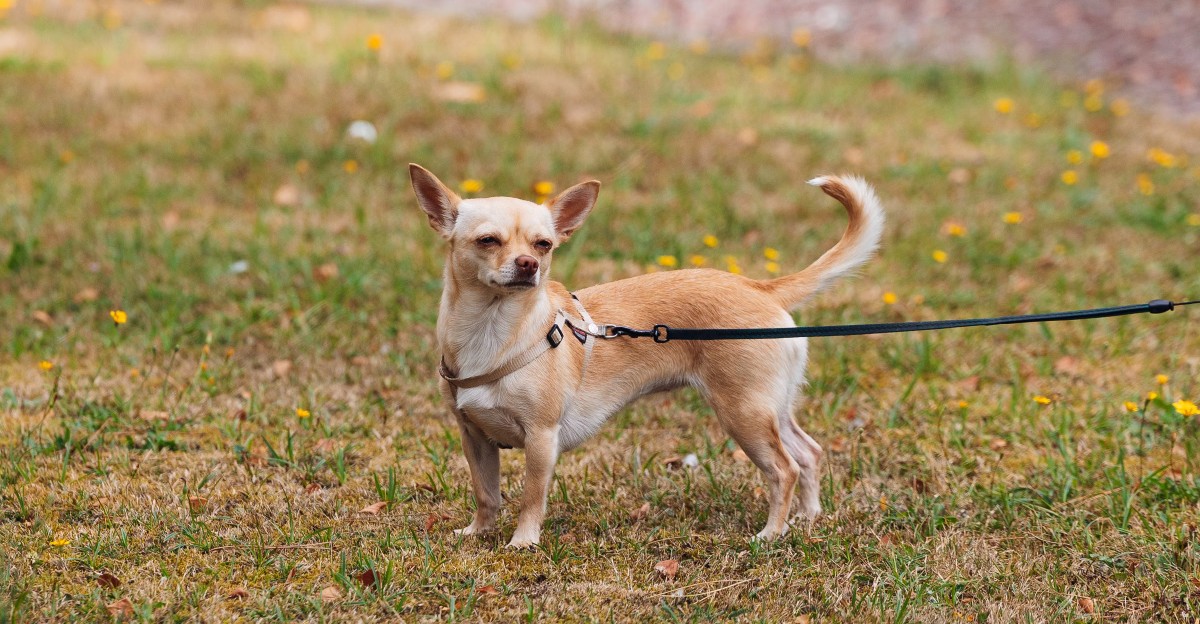 Once these 12 dog breeds decide you're their person, winning their trust becomes a lifelong responsibility 1 featured image 59c458cd7e10 021b17e0549a