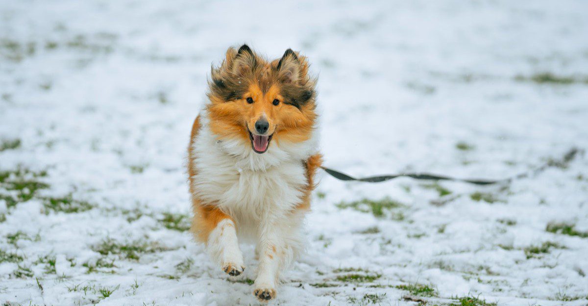 9 dogs that can pick up on subtle changes in human behavior - plus 2 known for close observation 1 featured image 5ebd952cb8bb 65a0cc12b032