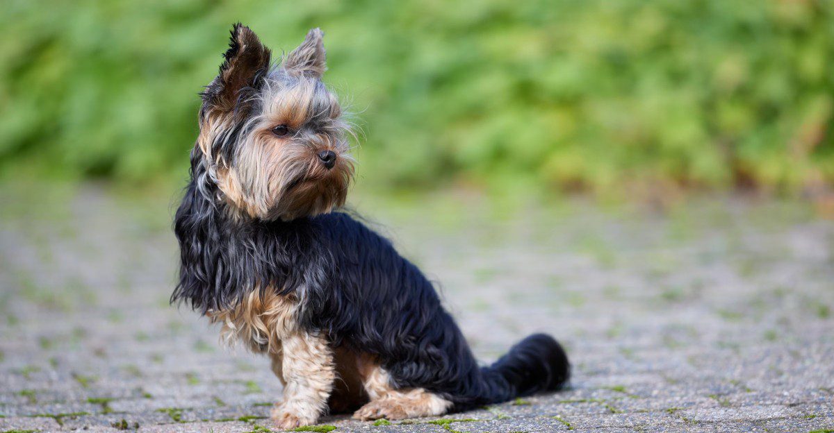 Think a tiny dog will be easy to control? These 13 breeds may surprise you 1 featured image 652c89613d12 15d112b1e535
