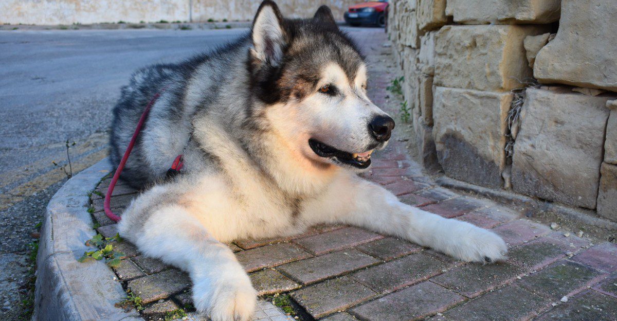 These 10 reeds that can make off-leash freedom a much bigger gamble than owners expect 1 featured image 6608a70d52ec ad949333cfbc