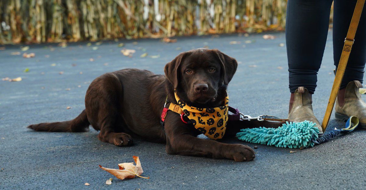 10 independent dog breeds that don't live to follow commands - plus 3 eager-to-please opposites 1 featured image 6823e38d8ce2 7655047d29ba