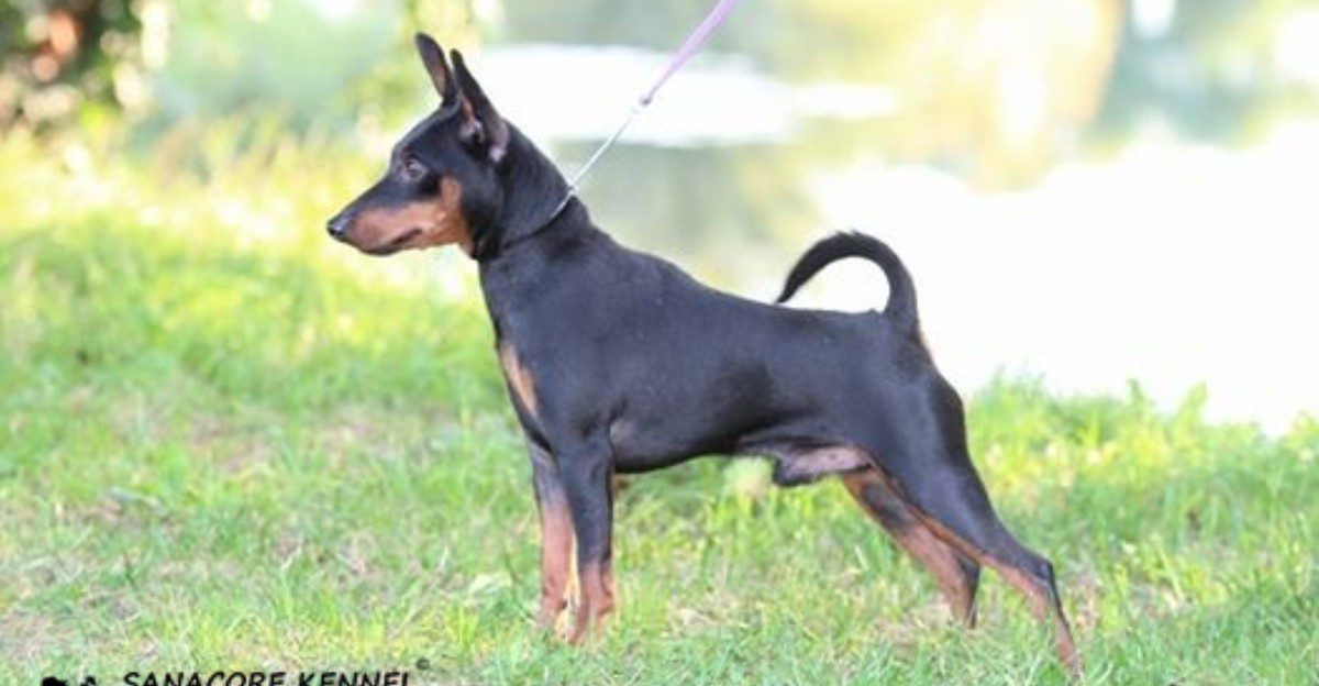 Think a reserved dog doesn't like you? These 11 breeds may prove patience is worth it 1 featured image 6aa8bdfd8614 5175246591e2