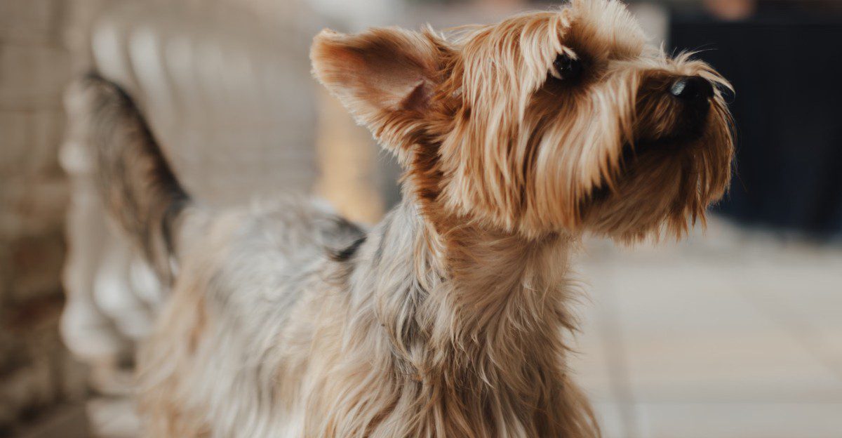 Your dog isn't acting like itself anymore? These 13 breeds highlight why small changes deserve a closer look 1 featured image 71cdc8490d22 932d94eff380