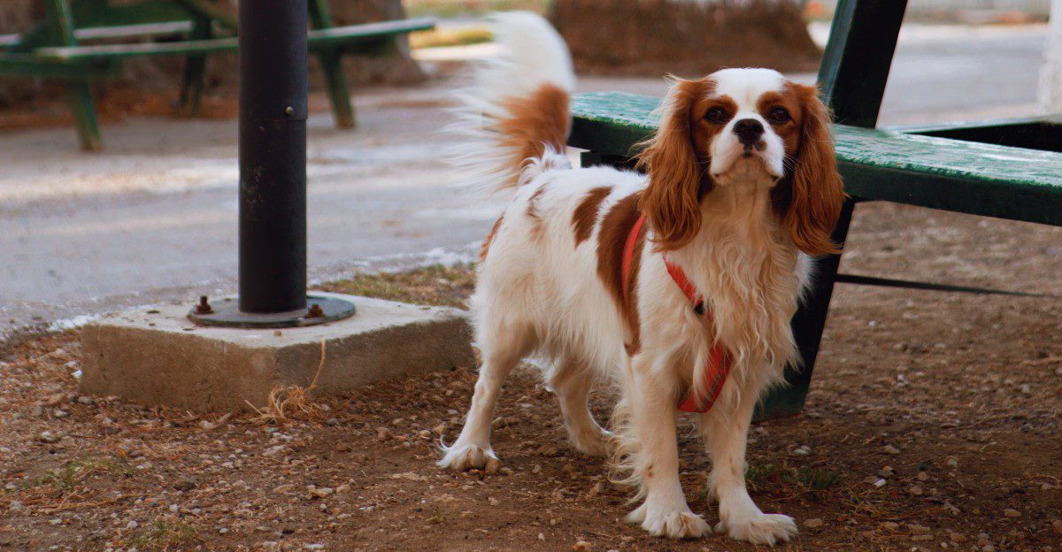 10 dog breeds that can make vet visits easier with early handling practice - plus 4 that may need extra patience 1 featured image 785a40b93696 b6d9fc83f060