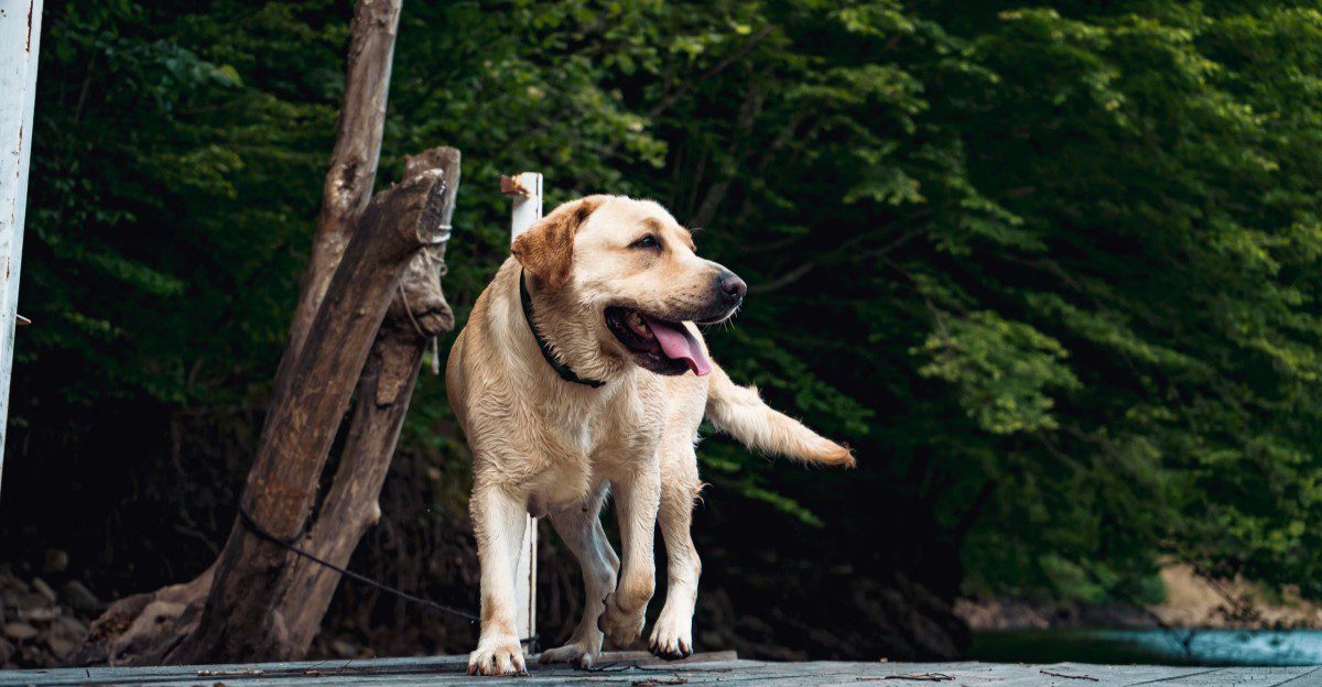 11 dog breeds that may make you love the older version even more than the puppy you brought home 1 featured image 7df7536c53df f22a68642586