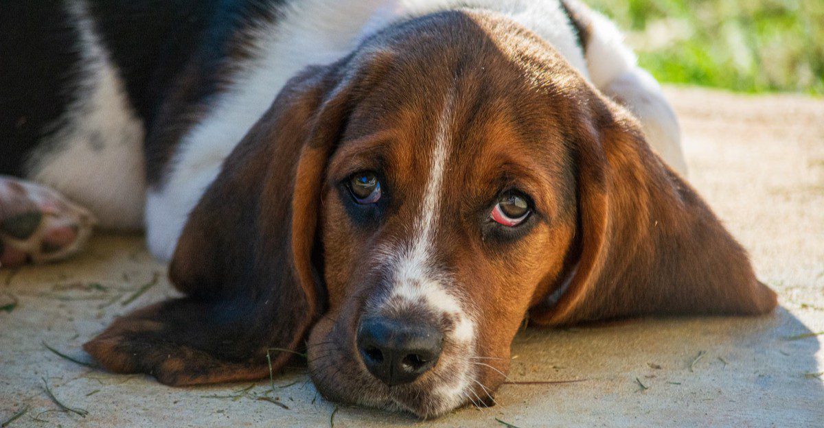 11 dog breeds that stay young at heart - plus 3 that settle into a slower rhythm early 1 featured image 84cb22298673 ea2a05e51e7f