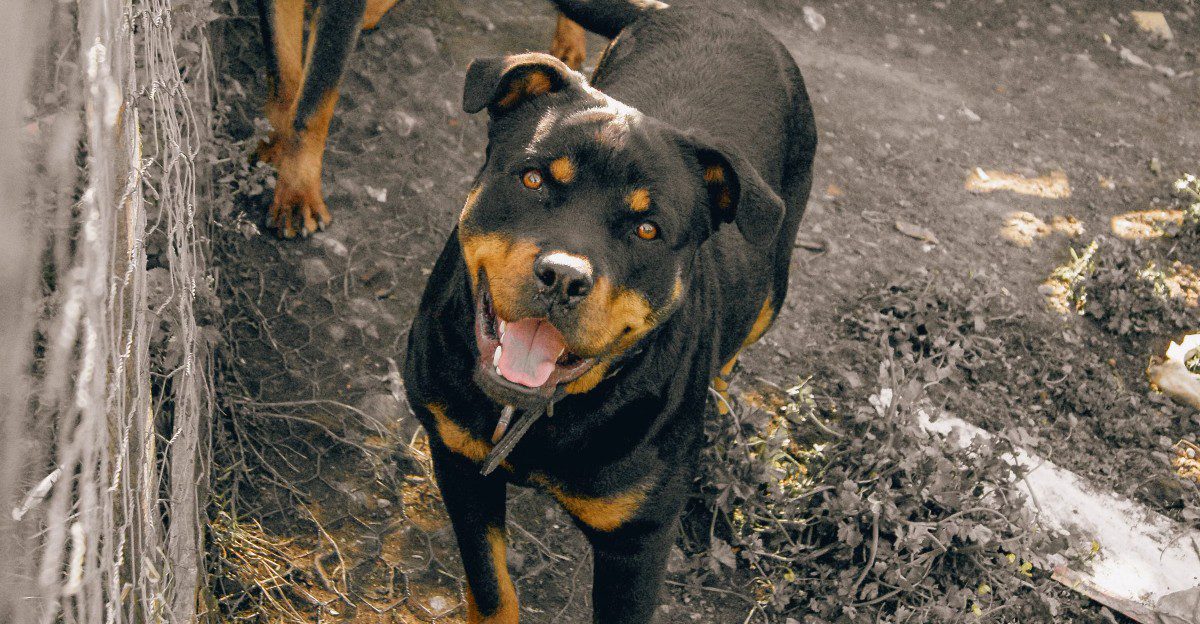 12 dogs that can turn the sound of a food bag into the biggest event of the afternoon 1 featured image 8a850ed4b2da f0689f7883ad