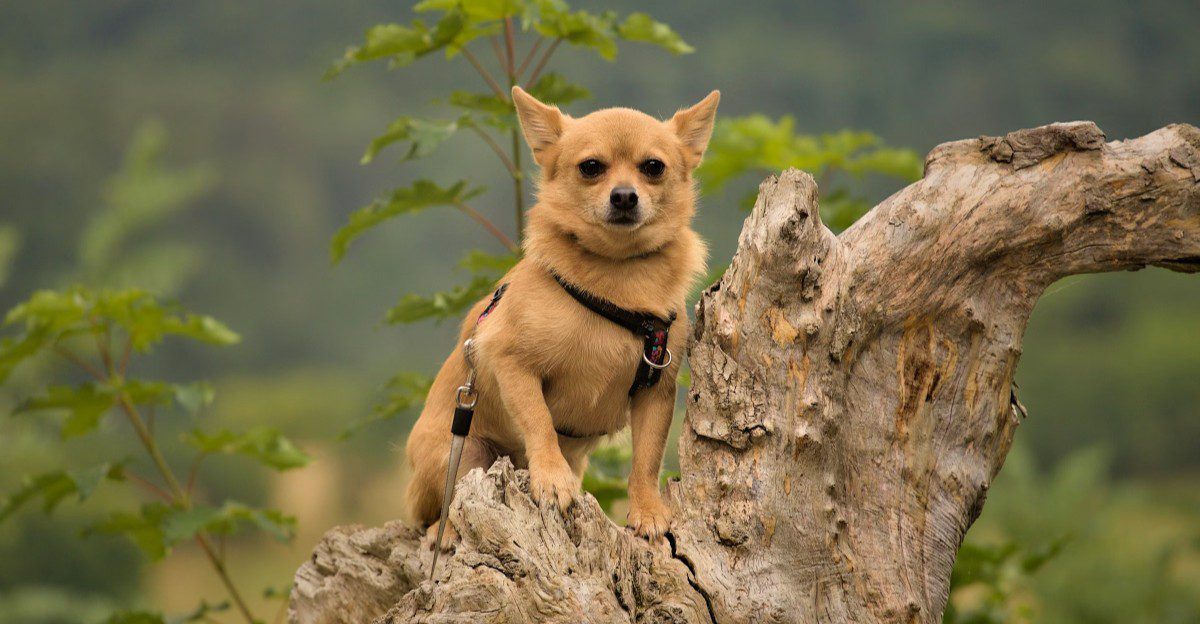 You set the house rules - until one of these 9 dog breeds decides they're negotiable 1 featured image 8b1a9e25a314 8b31dc1e8350