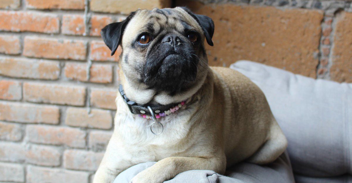 Short on yard space? These 10 breeds stay happy with just daily walks 1 featured image 90db6f791ebb 3fa512d47e23