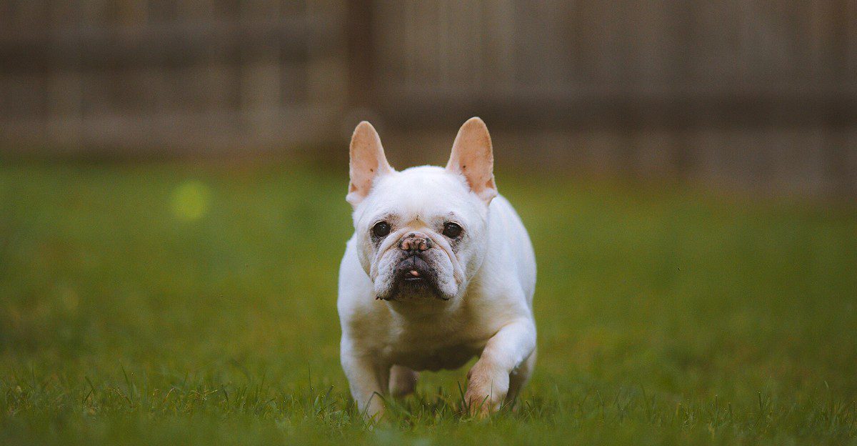 11 white-coated breeds that make simple coloring look unforgettable - plus 2 overlooked beauties 1 featured image 91d8075dff67 61c5a0ae91c9