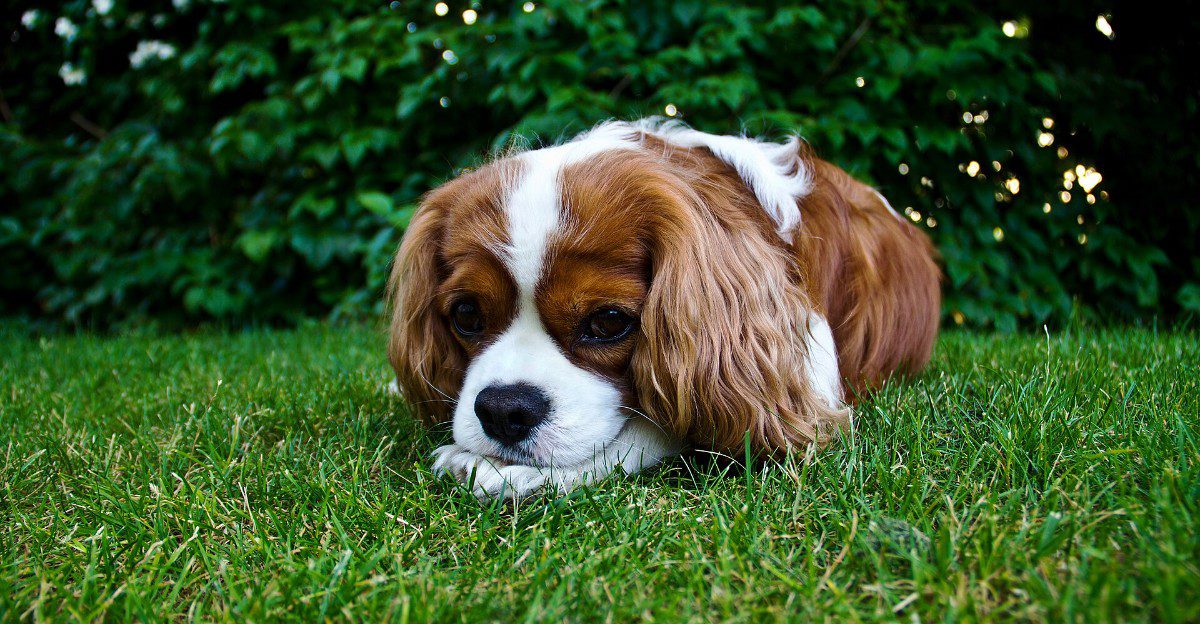 13 dog breeds that may never outsmart you - and somehow make you love them even more for it 1 featured image 9488f36880ec 84e5883c834f