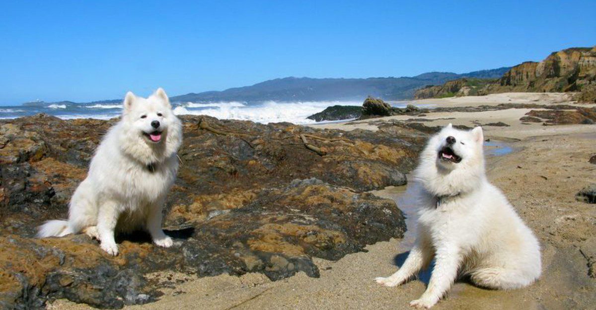 13 dogs that look like they belong on magazine covers - but their personalities may surprise you even more 1 featured image 95bc23d73442 7bbd9ff080a3