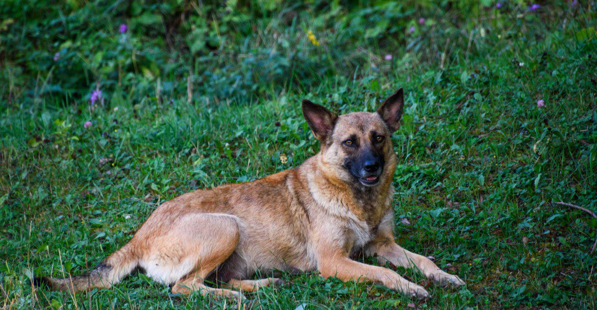 Once these 13 dog breeds choose their favorite person, everyone else becomes second best 1 featured image 97615a6c5c70 1d1b5e6aa732