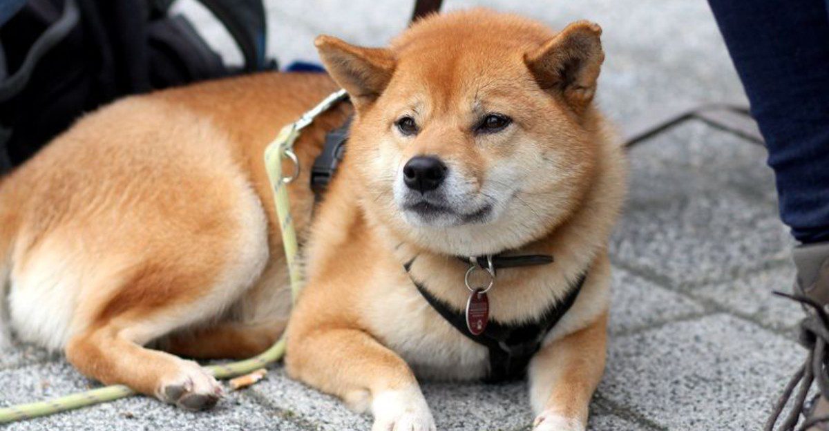 Your dog loves every stranger it meets? These 12 breeds may relate - but 3 others have a very different approach 1 featured image 9ad7aaa28d2e 084dbc742655