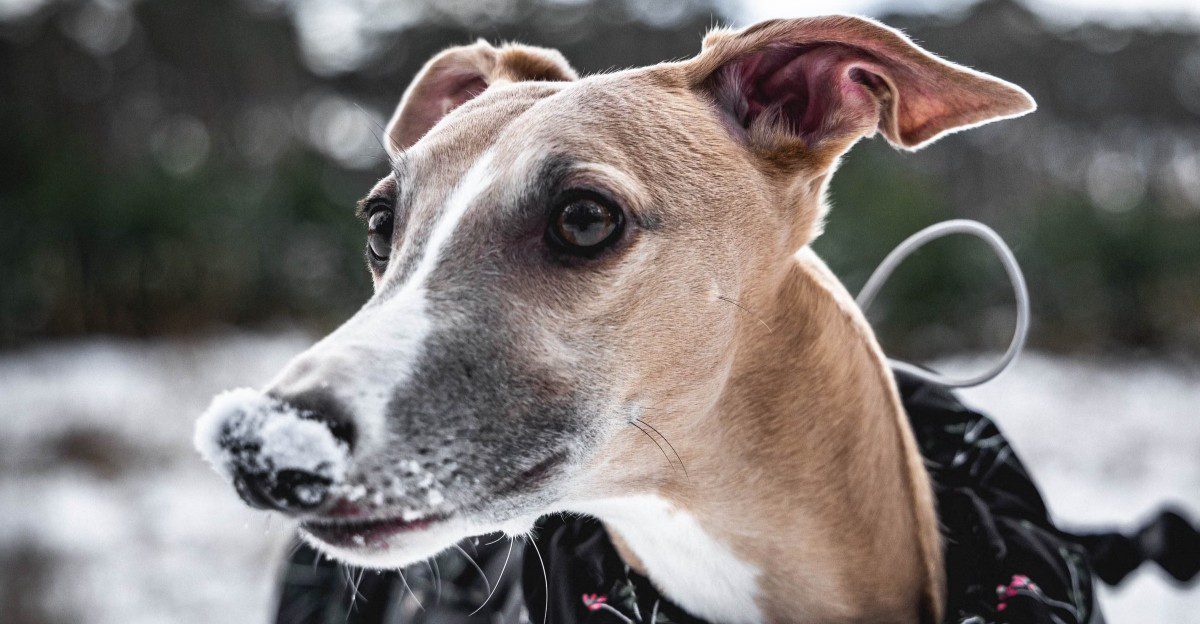 12 breeds that may suit introverted owners better than people who are always on the go 1 featured image 9cce3934ace4 a81a5c250ada