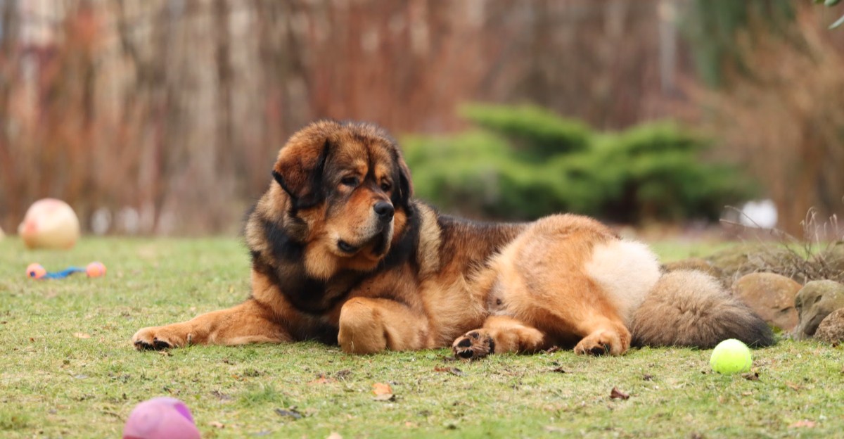 13 dog breeds that don't need everyone to love them – they just need one person who understands them 1 featured image 9e81e63448b2 bfb3d80431f0