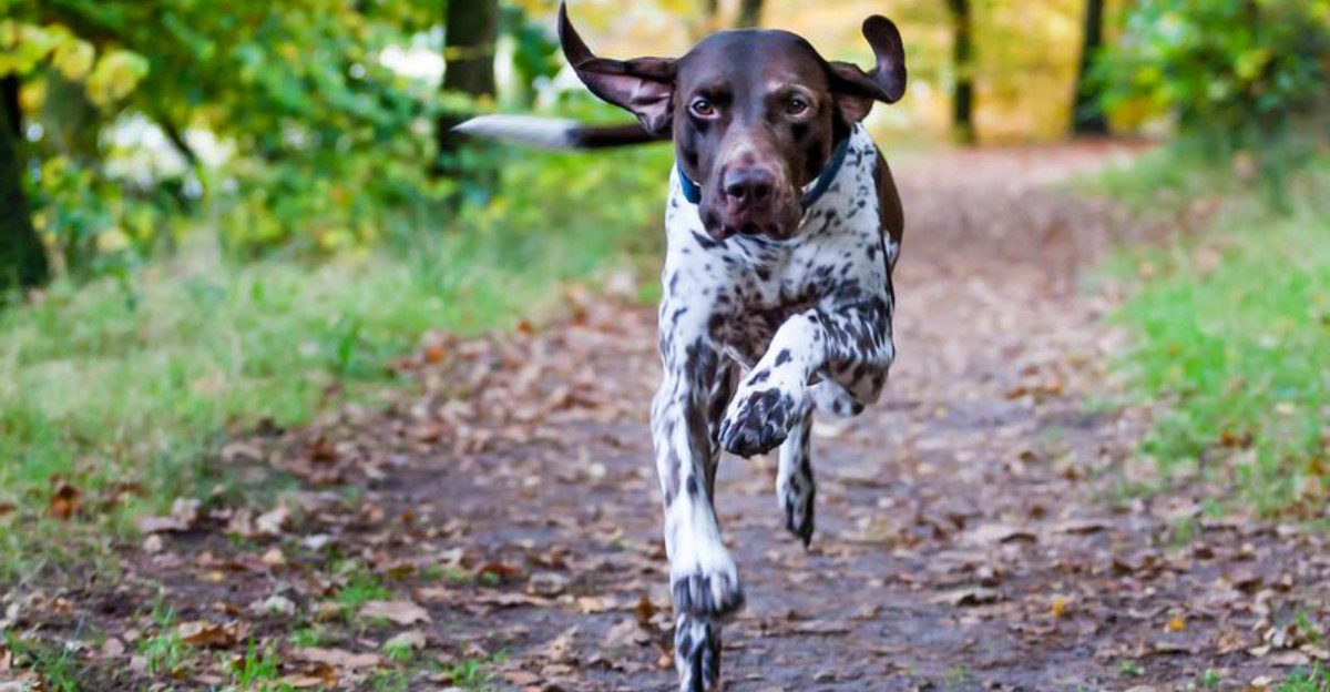 12 short-haired dogs that can be more demanding than their simple coats suggest 1 featured image a3ee619699b2 a4f3e8ca7bd8
