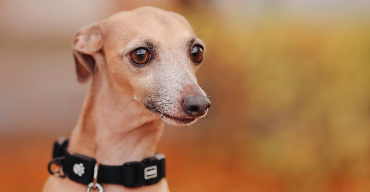 10 dog breeds that can find even ordinary alone time challenging - plus 3 that cope more easily 1 featured image a4eece313735 1ceac55250df