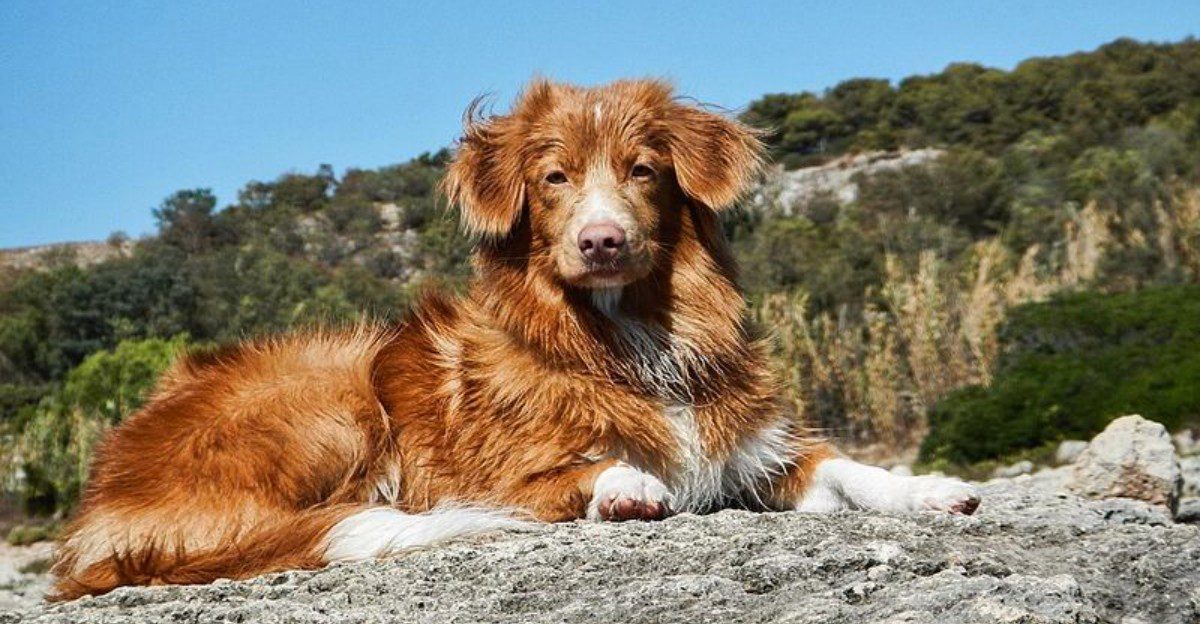 These 11 dog breeds love the water so much that summer swims become your thing 1 featured image a5b97f89a587 3592f1016638