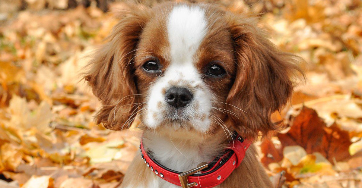 First-time owners tend to fall hard for these 10 easygoing dog breeds 1 featured image a6bf75757e79 8867fa5f7f3e