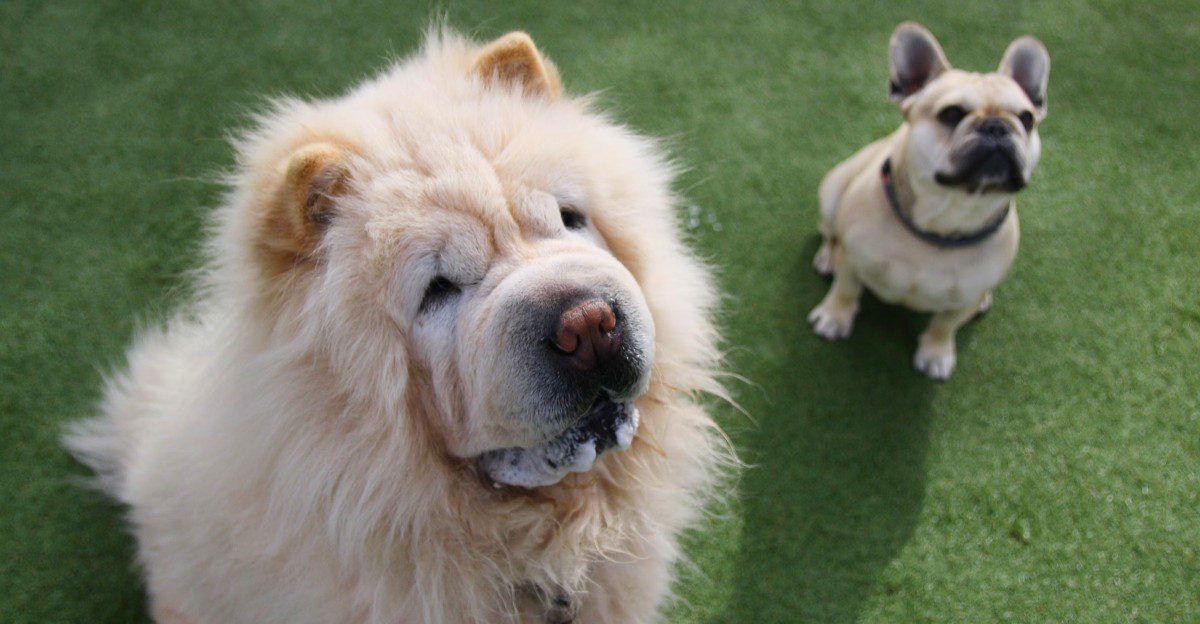 11 dog breeds that can struggle with separation - plus 2 that tend to handle alone time better 1 featured image ab6fae90de77 c6e43a48800f