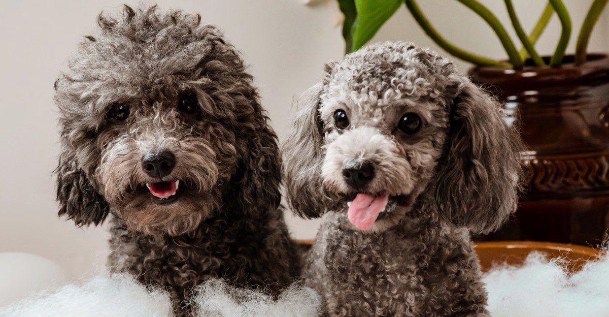 If your dog hates baths, these 9 changes make grooming day peaceful again 1 featured image ada37033a333 6a71f3919570