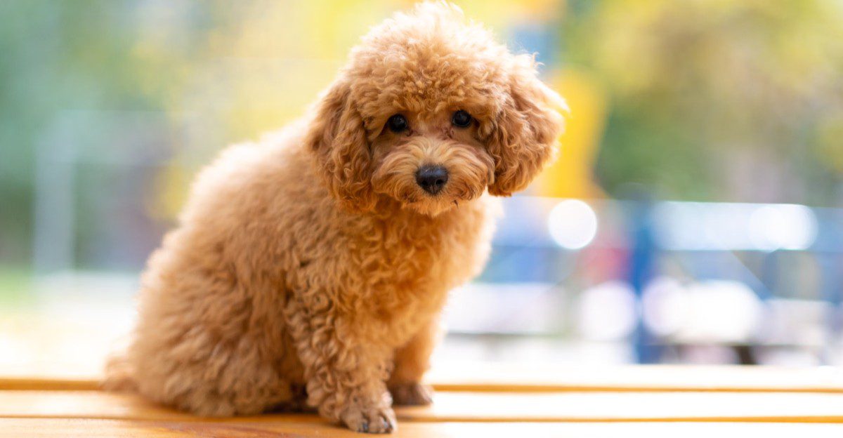 12 dog breeds that can make you reconsider how much time your future companion will actually spend alone 1 featured image b5d8f81caeb0 51d6fa3a2968