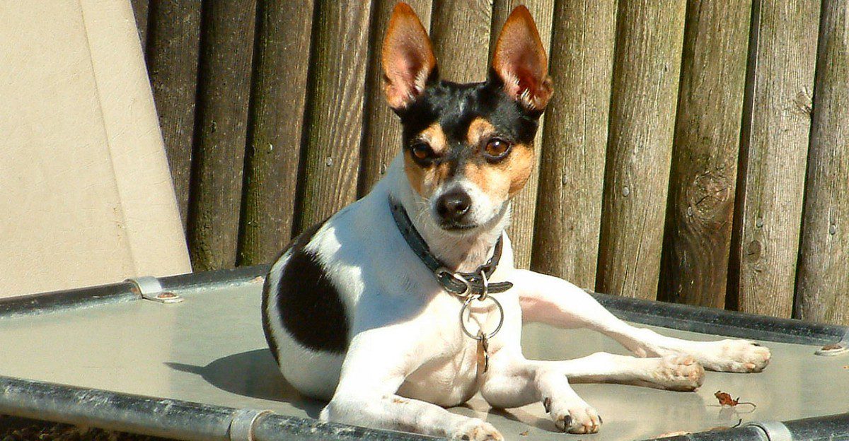 Big dog lovers may want to reconsider after meeting these 12 surprisingly impressive little breeds 1 featured image b897427d157f eade4b02ff35