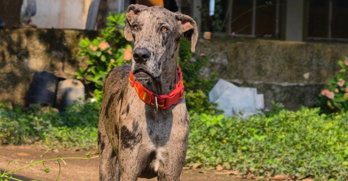 11 dog breeds that look like they belong on a security team - but may prefer relaxing beside their families 1 featured image be9d5be5f9c3 f29774a094b8