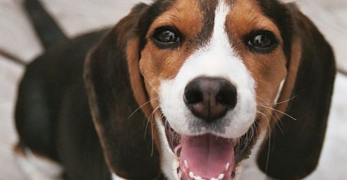 10 scent-driven breeds that can turn your living room into a search mission with almost no equipment 1 featured image bf7fd1fa47aa a09f5f94beb7
