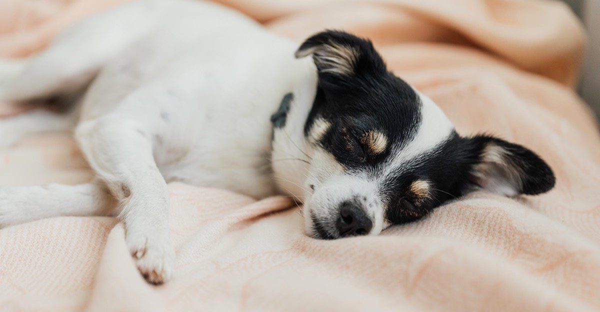 Dry winter air is coming, so here are 9 ways to stop your dog's itchy, flaky skin 1 featured image c07b51d10424 77ff1873bc81