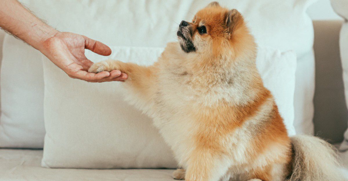 If your dog follows you into every room, here's what they're really practicing 1 featured image c675555d8014 0de76c760499