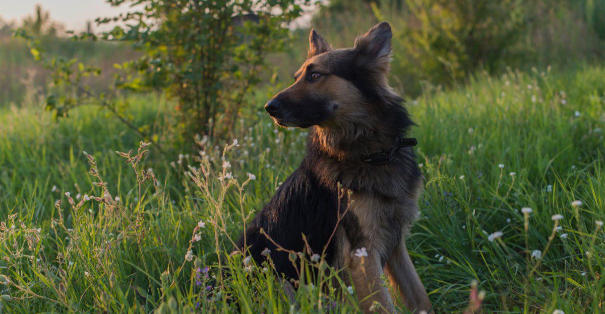 11 large dog breeds with intimidating appearances and affectionate personalities 1 featured image c9426be85ede fc86bea4621f