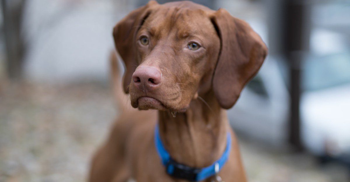 11 dog breeds that can react when the familiar house suddenly looks unfamiliar - plus 3 that treat it like a new adventure 1 featured image ce07096e4626 5334ddb9adea